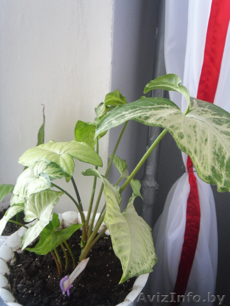 комнатные растения Курасовщина - Изображение #4, Объявление #340173