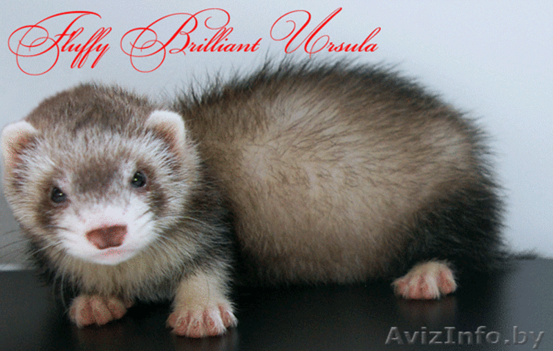 Хорек декоративный (Фретка) Питомник "Fluffy Brilliant" - Изображение #2, Объявление #340684