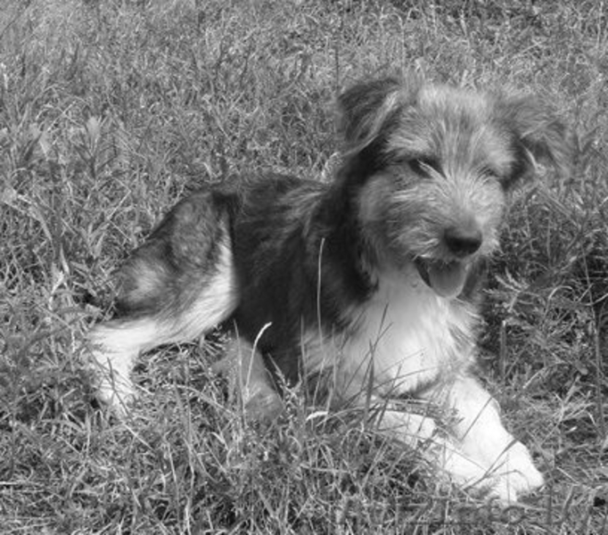 Небольшая собачка-щенок 8 месяцев  - Изображение #5, Объявление #344164