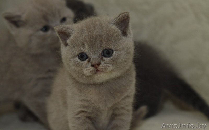 Продам котят британца короткошерстного. Мальчики. - Изображение #1, Объявление #371344