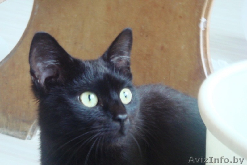 Котенок подросток в дар! - Изображение #2, Объявление #382993