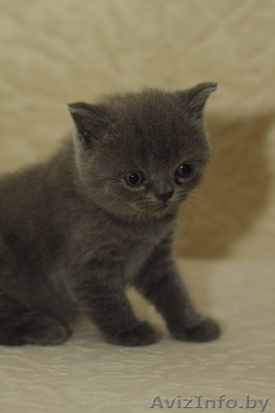 Продам котят британца короткошерстного. Мальчики. - Изображение #2, Объявление #371344