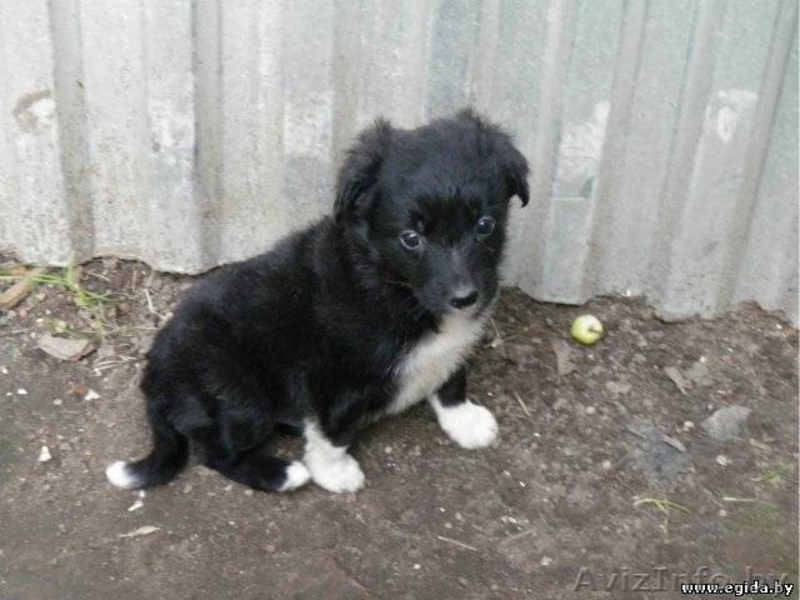 Приму в дар щенка или собачку. - Изображение #3, Объявление #392280