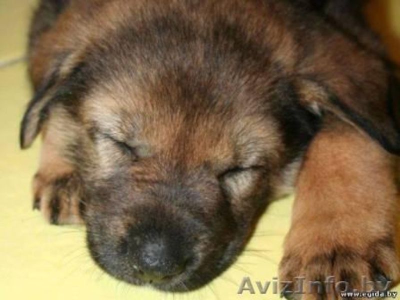 Щенок девочка в дар! 1, 5 месяца. - Изображение #1, Объявление #376854