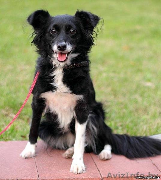 Приму в дар щенка или собачку. - Изображение #4, Объявление #392280