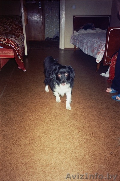 Приму в дар щенка или собачку. - Изображение #1, Объявление #392280