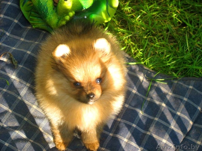 Померанского шпица шикарные щенки - Изображение #2, Объявление #373271