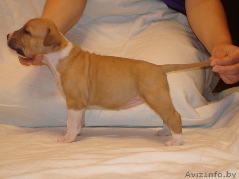 американского стаффордширского терьера щенки - Изображение #1, Объявление #378457