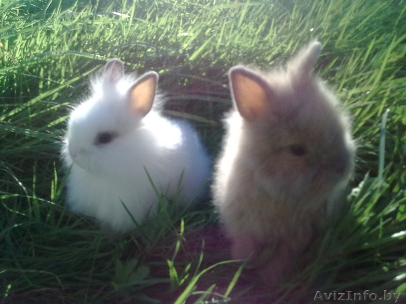 Кролики декоративные карликовые - Изображение #1, Объявление #315516