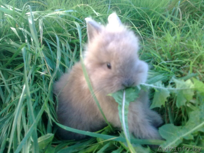 Кролики декоративные карликовые - Изображение #3, Объявление #315516