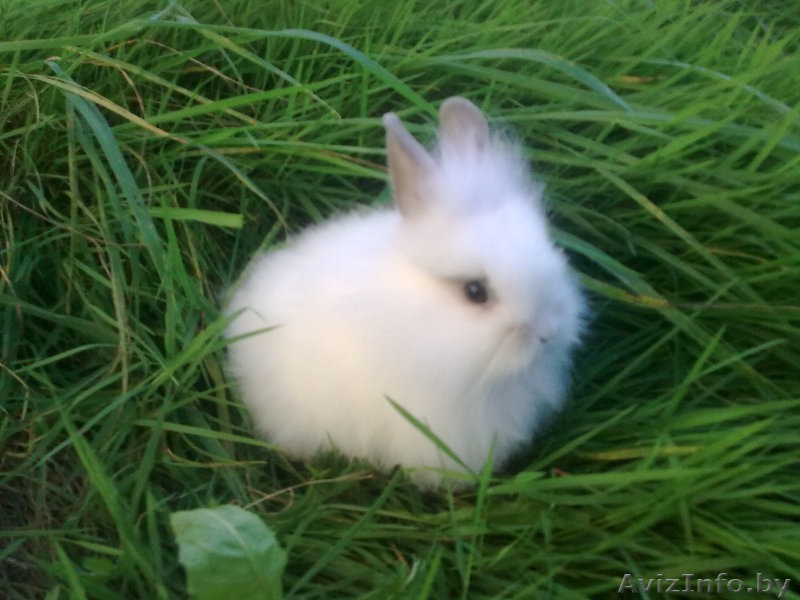 Кролики декоративные карликовые - Изображение #4, Объявление #315516