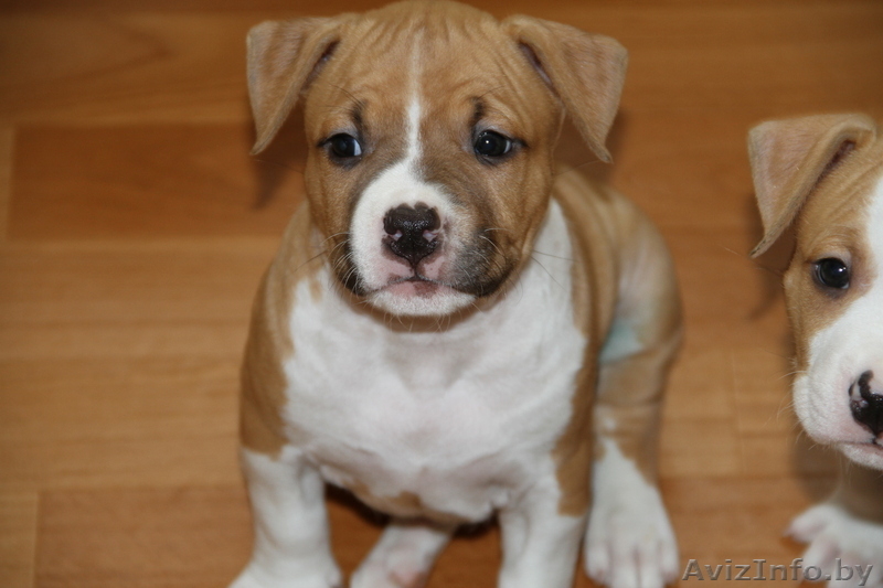 американского стаффордширского терьера щенки - Изображение #7, Объявление #378457