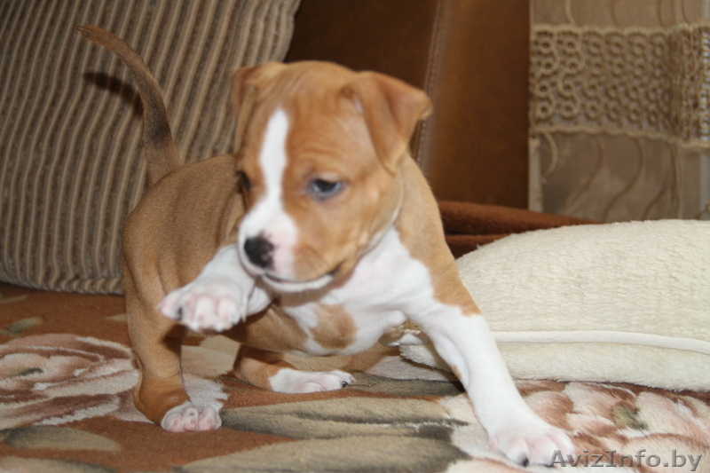 американского стаффордширского терьера щенки - Изображение #8, Объявление #378457