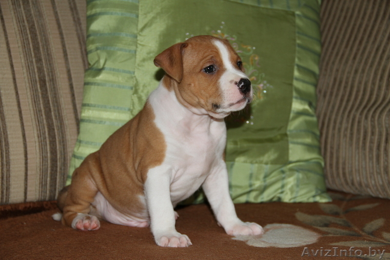 американского стаффордширского терьера щенки - Изображение #9, Объявление #378457
