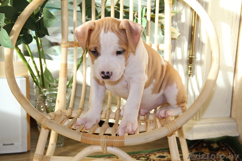 американского стаффордширского терьера щенки - Изображение #2, Объявление #378457