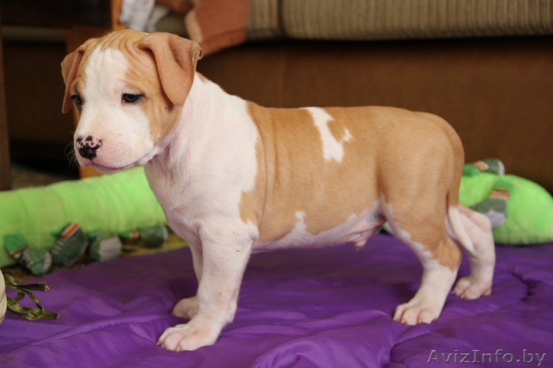 американского стаффордширского терьера щенки - Изображение #4, Объявление #378457