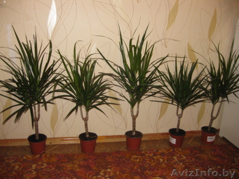 ДРАЦЕНА по уникально низкой цене! - Изображение #1, Объявление #376726