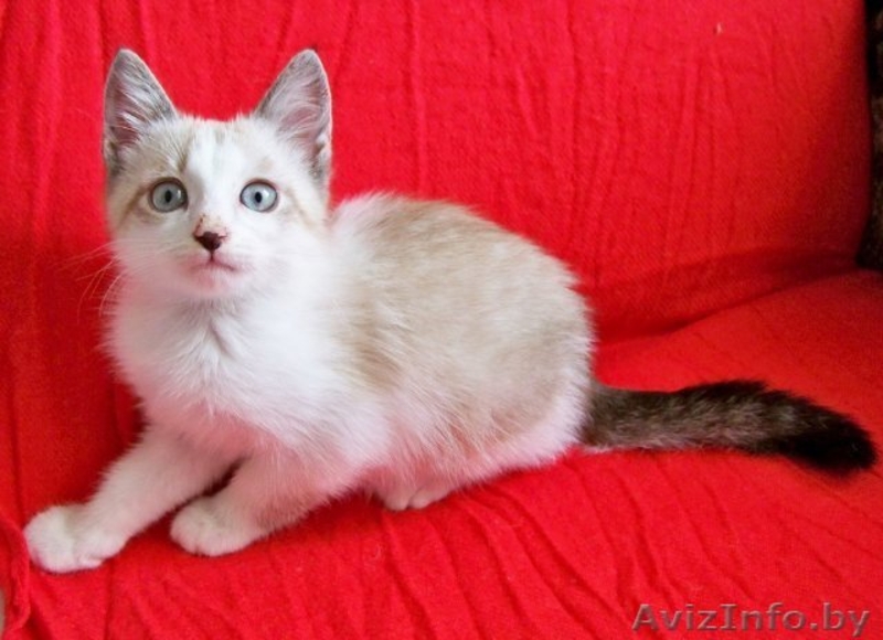 Замечательные котята в дар! - Изображение #1, Объявление #378220