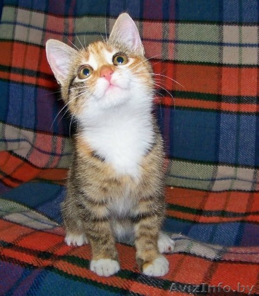 Замечательные котята в дар! - Изображение #2, Объявление #378220