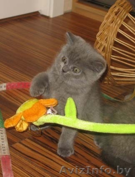 Британцы котята - Изображение #1, Объявление #388079