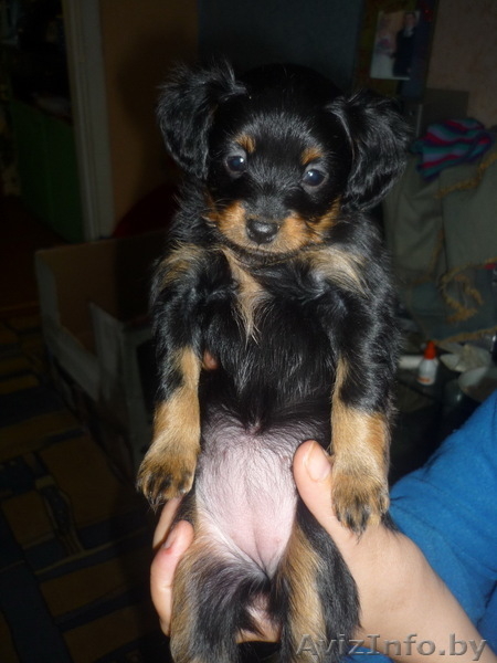 Той-терьер длинношерстный - Изображение #2, Объявление #376287