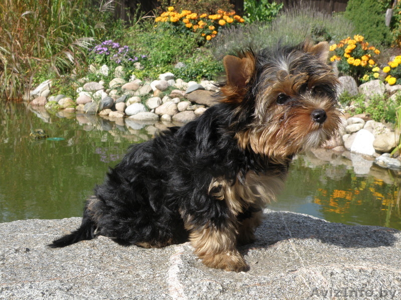Йокширский терьер - Изображение #2, Объявление #382387