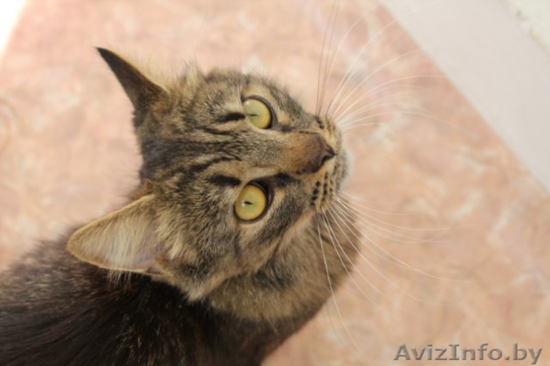 Молоденькая кошка Печенька, самая лучшая в мире - в добрые руки! - Изображение #3, Объявление #379716