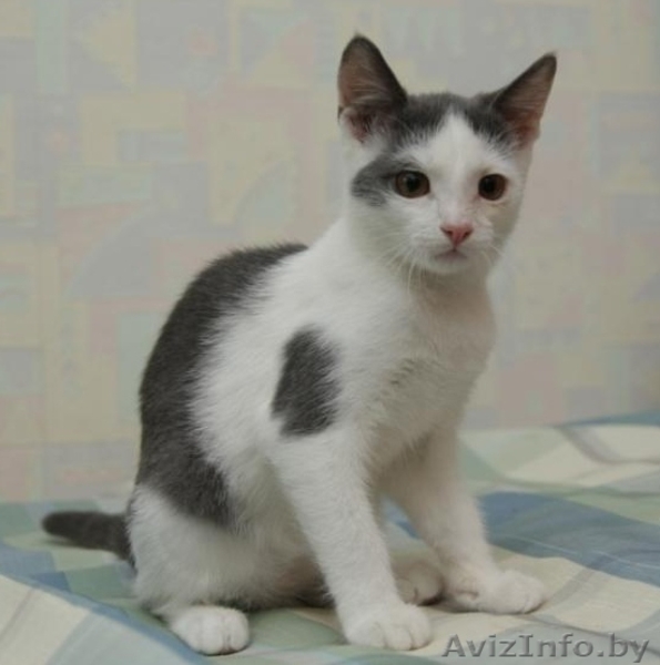 ДАРОМ кошечка красавица-ласковая - Изображение #2, Объявление #389039