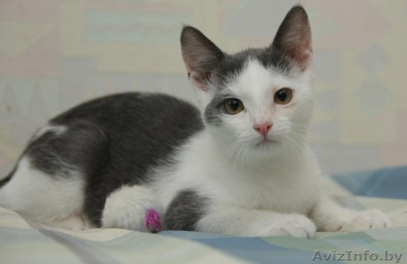ДАРОМ кошечка красавица-ласковая - Изображение #3, Объявление #389039