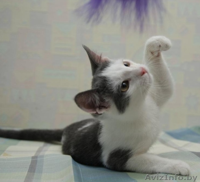 ДАРОМ кошечка красавица-ласковая - Изображение #1, Объявление #389039