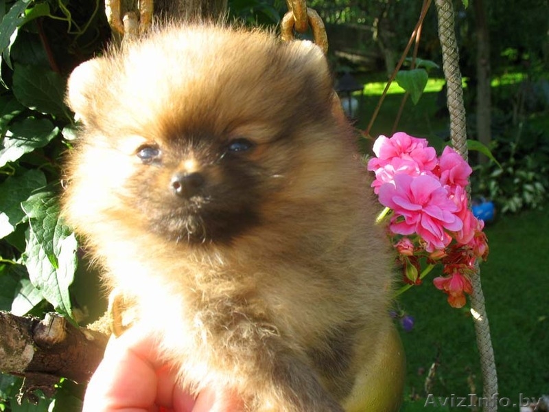 Померанского шпица шикарные щенки - Изображение #3, Объявление #373271