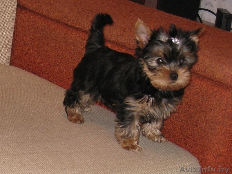 Йоркширский терьер, перспективный щенок - Изображение #2, Объявление #392582