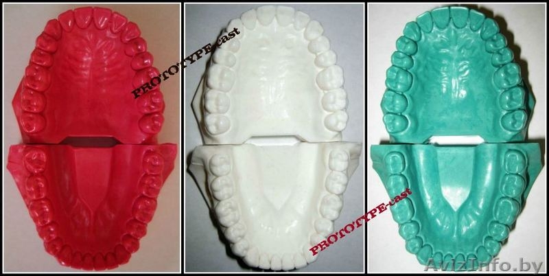 Изготовление модели зубочелюстной системы человека - Изображение #3, Объявление #403298