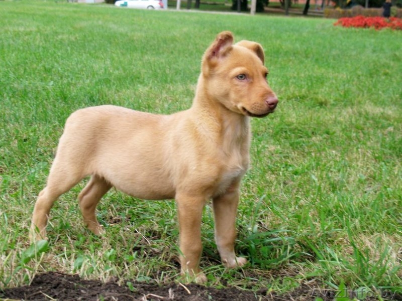 Щенок мальчик в ответственные руки - Изображение #1, Объявление #409449