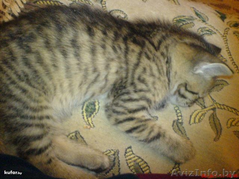 Отдам котенка-мальчика в хорошие руки - Изображение #2, Объявление #407399