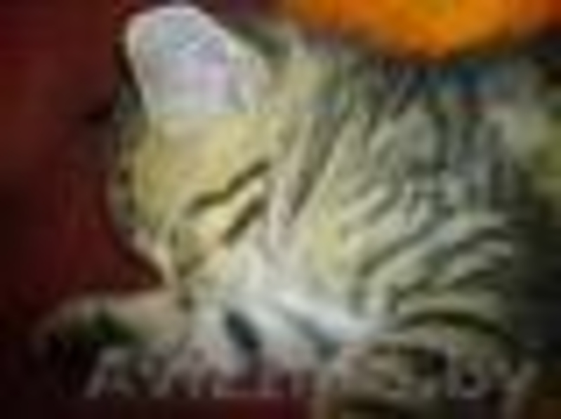 Отдам котенка-мальчика в хорошие руки - Изображение #1, Объявление #407399