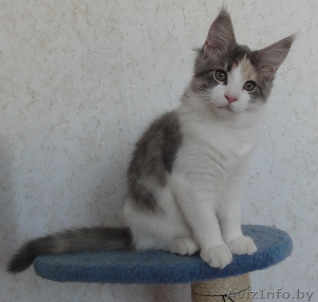 Котята Мэйн Кун - Изображение #7, Объявление #415413