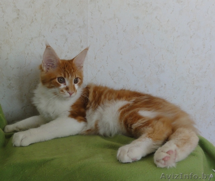 Котята Мэйн Кун - Изображение #5, Объявление #415413