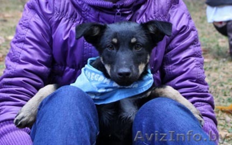 Щенок в надежные руки - Изображение #2, Объявление #401546