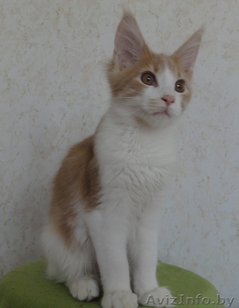 Котята Мэйн Кун - Изображение #2, Объявление #415413