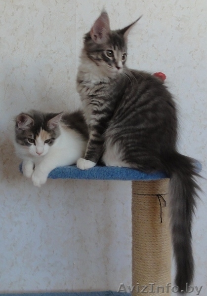 Котята Мэйн Кун - Изображение #1, Объявление #415413