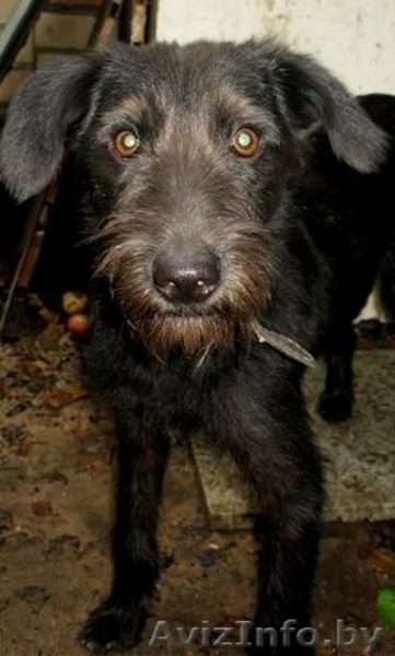 Щенок подросток в надежные руки - Изображение #3, Объявление #418235