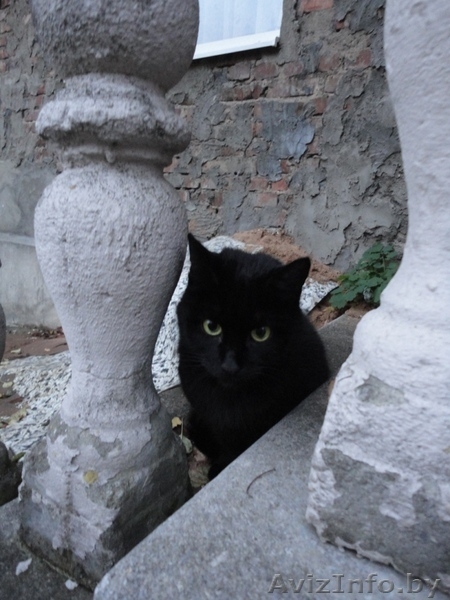 Грациозная Молли ищет хозяев! - Изображение #2, Объявление #409849