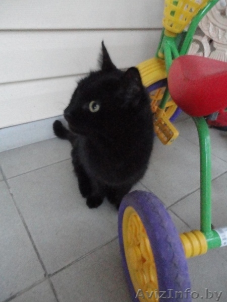 Грациозная Молли ищет хозяев! - Изображение #3, Объявление #409849