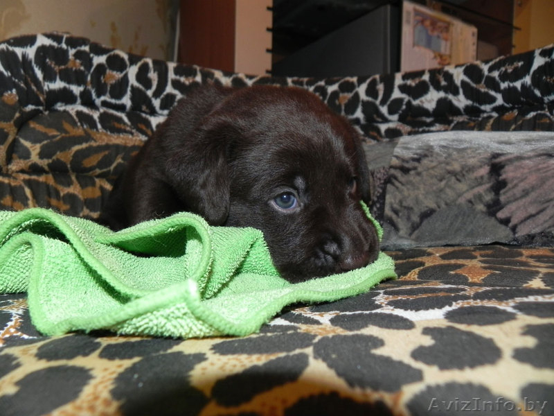 Элитные щенки лабрадора шоколадного окраса - Изображение #1, Объявление #406465