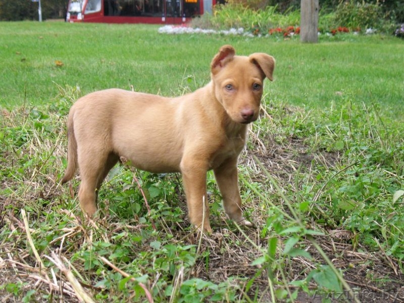 Щенок мальчик в ответственные руки - Изображение #2, Объявление #409449