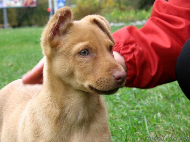 Щенок мальчик в ответственные руки - Изображение #4, Объявление #409449