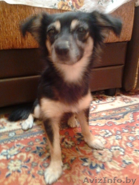 Отдам собачку в хорошие руки! - Изображение #1, Объявление #420907