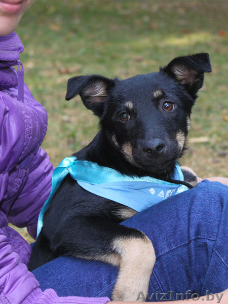 Щенок в надежные руки - Изображение #1, Объявление #401546