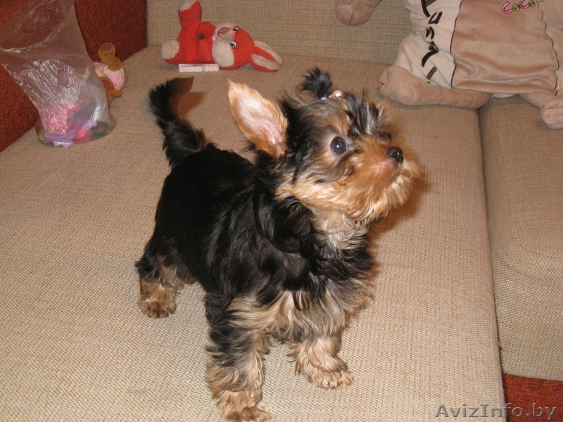 Йоркширский терьер, перспективный щенок - Изображение #3, Объявление #392582